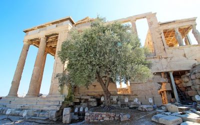 Sacred Athena olive tree in Akropolis